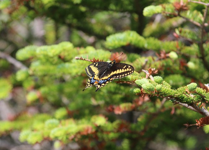 Best of NL (27 of 56)