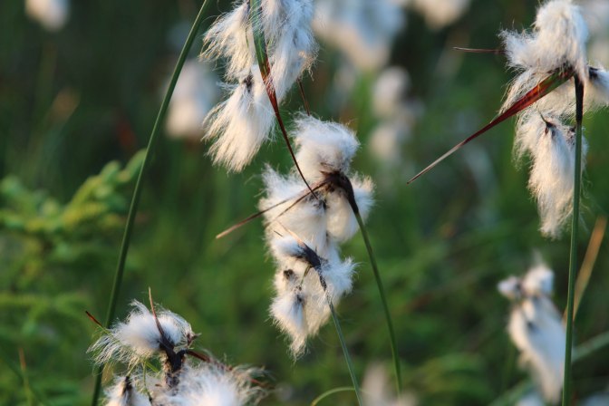 Best of NL (38 of 56)